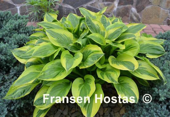 Hosta Summer Lovin'